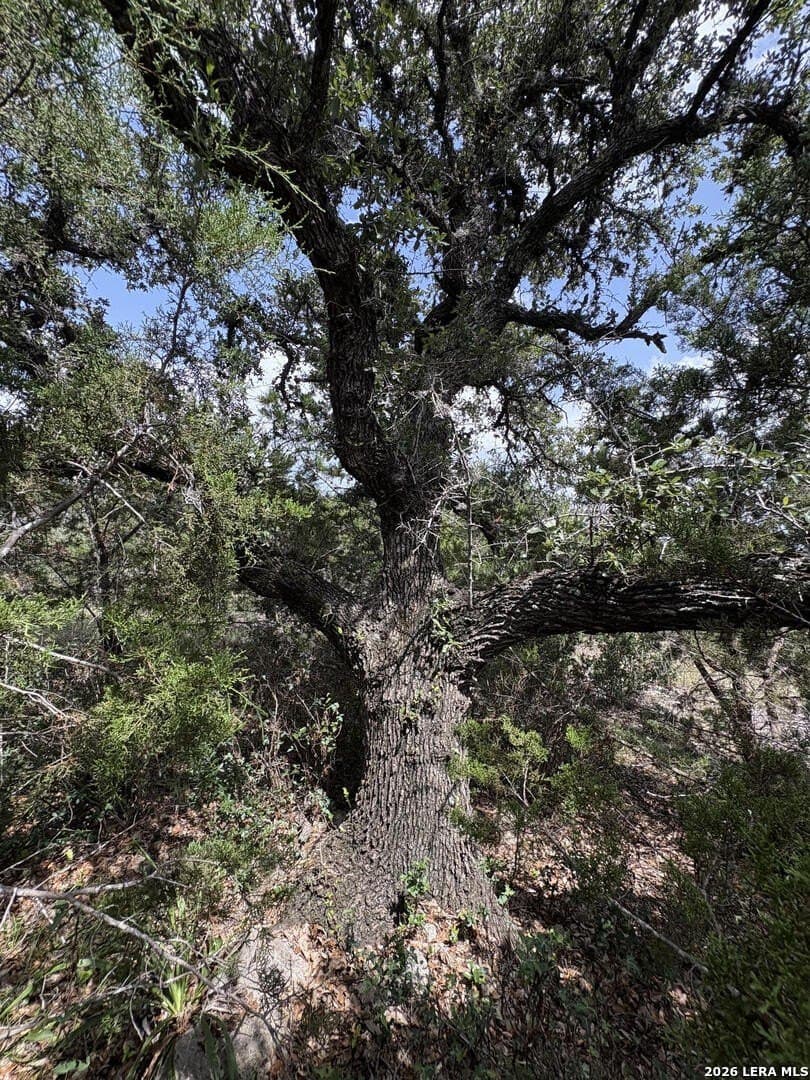 4.85 acres in Comal County gallery image 3