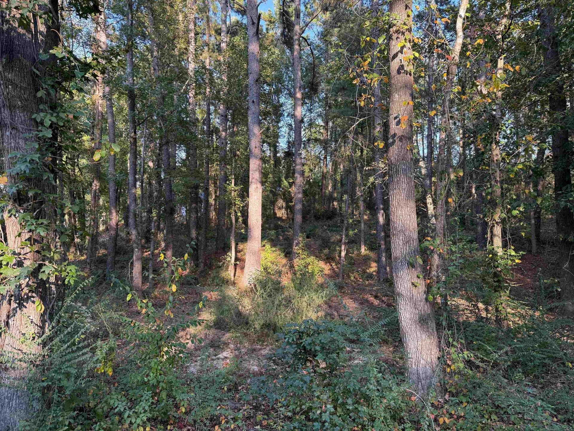 0.41 acres in Gregg County - photo 15