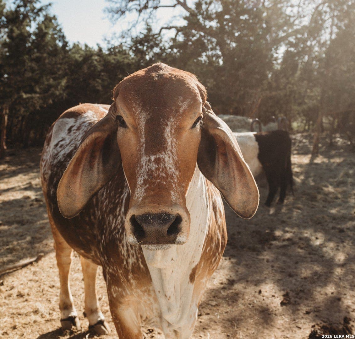 16.68 acres in Bexar County - photo 45