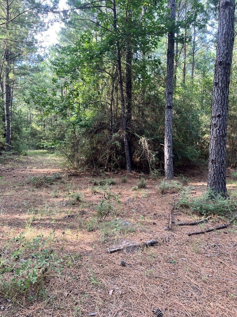 3.55 acres in Texas County gallery image 4