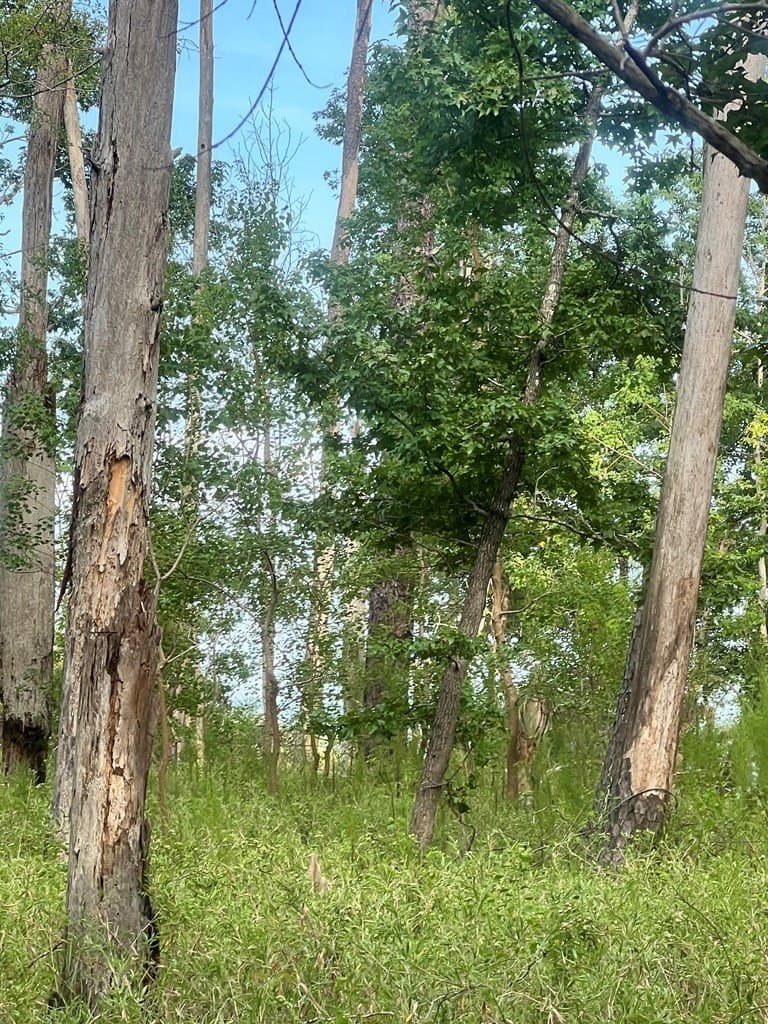 3.55 acres in Texas County - photo 15