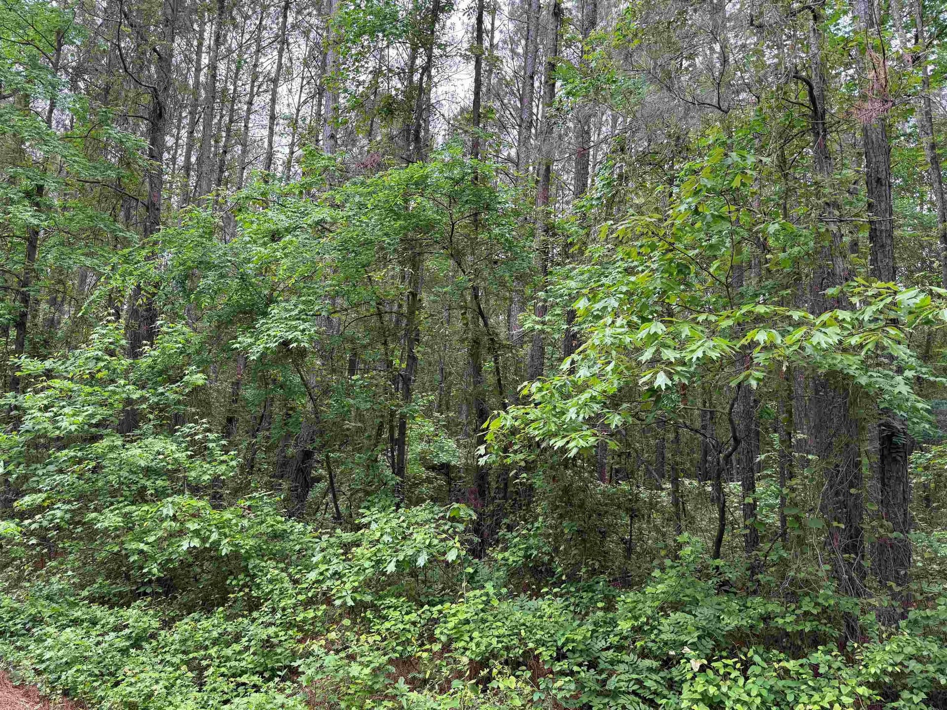 45.59 acres in Upshur County gallery image 3