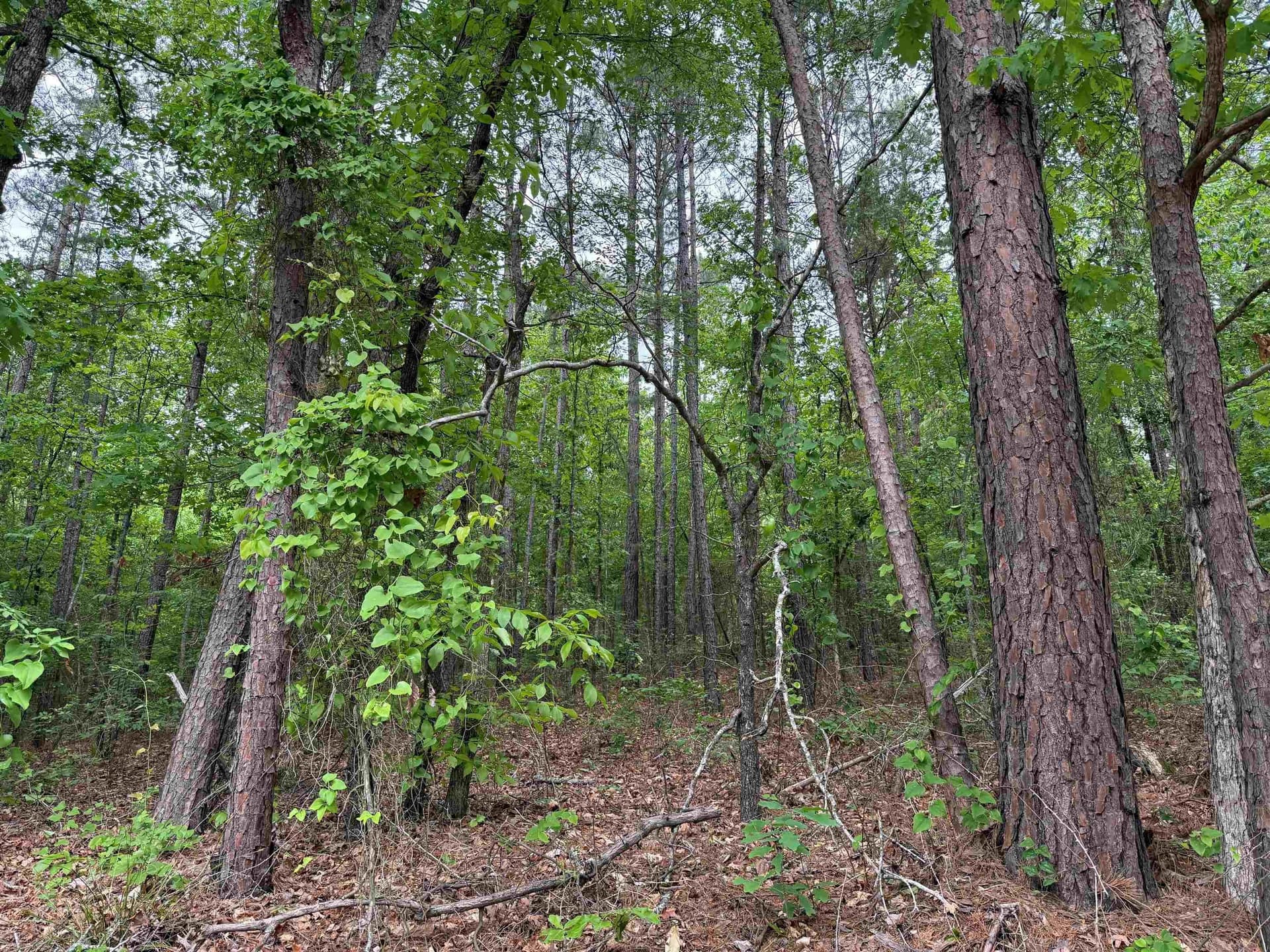 45.59 acres in Upshur County gallery image 4