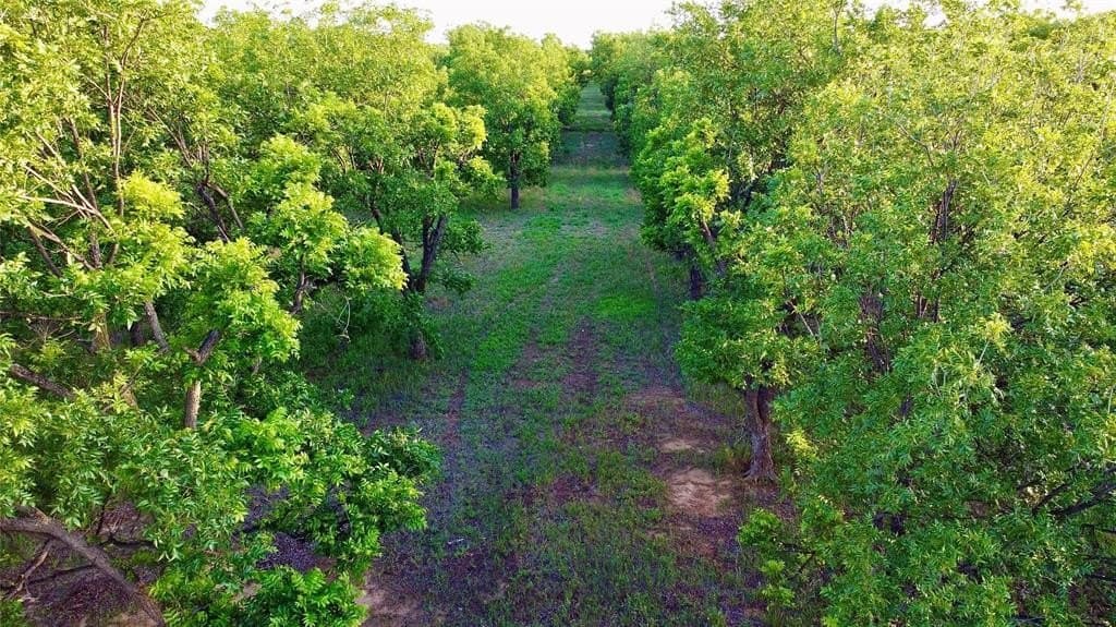 18.43 acres in Comanche County gallery image 2