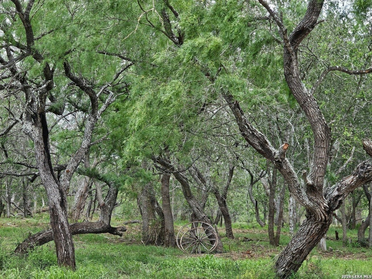 5 acres in Guadalupe County - photo 28