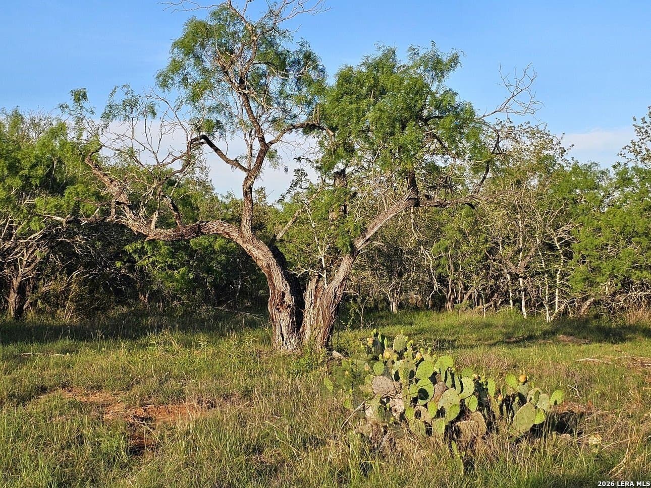 5 acres in Guadalupe County - photo 24