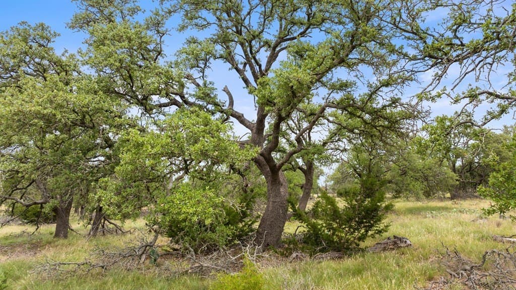 219.46 acres in Gillespie County - photo 17