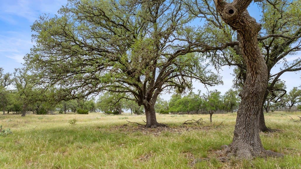 219.46 acres in Gillespie County - photo 19