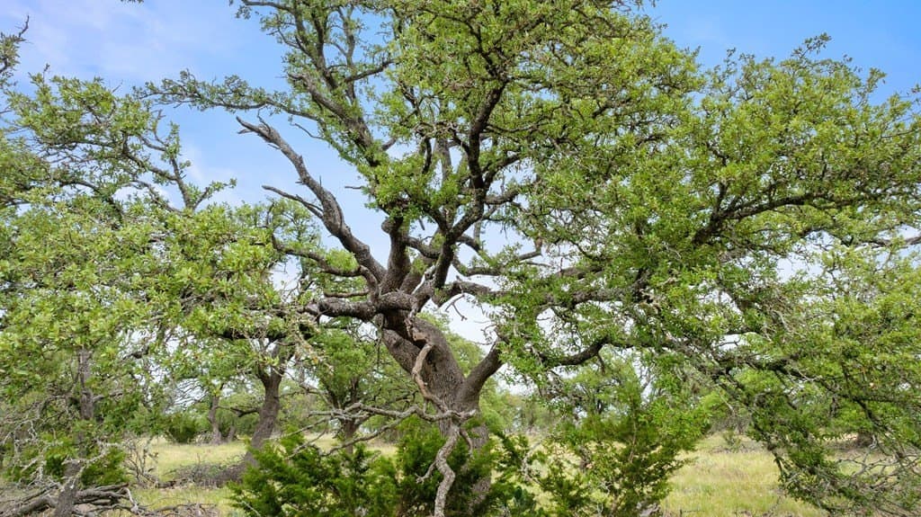 219.46 acres in Gillespie County - photo 41