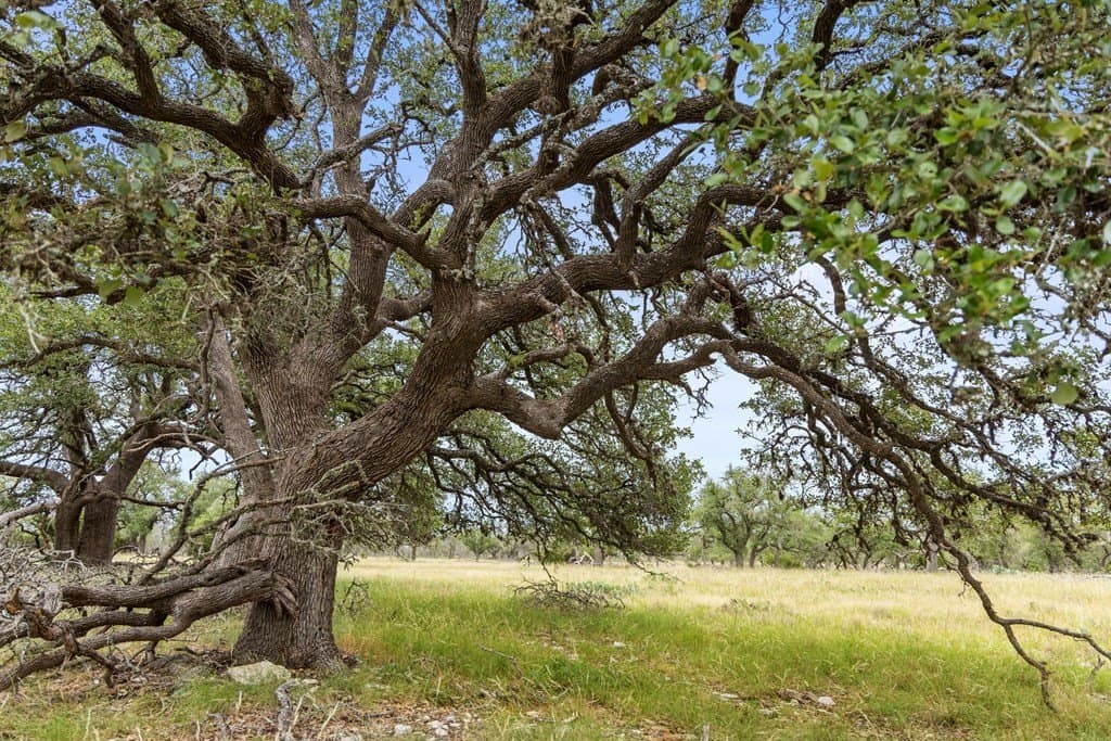 219.46 acres in Gillespie County - photo 22