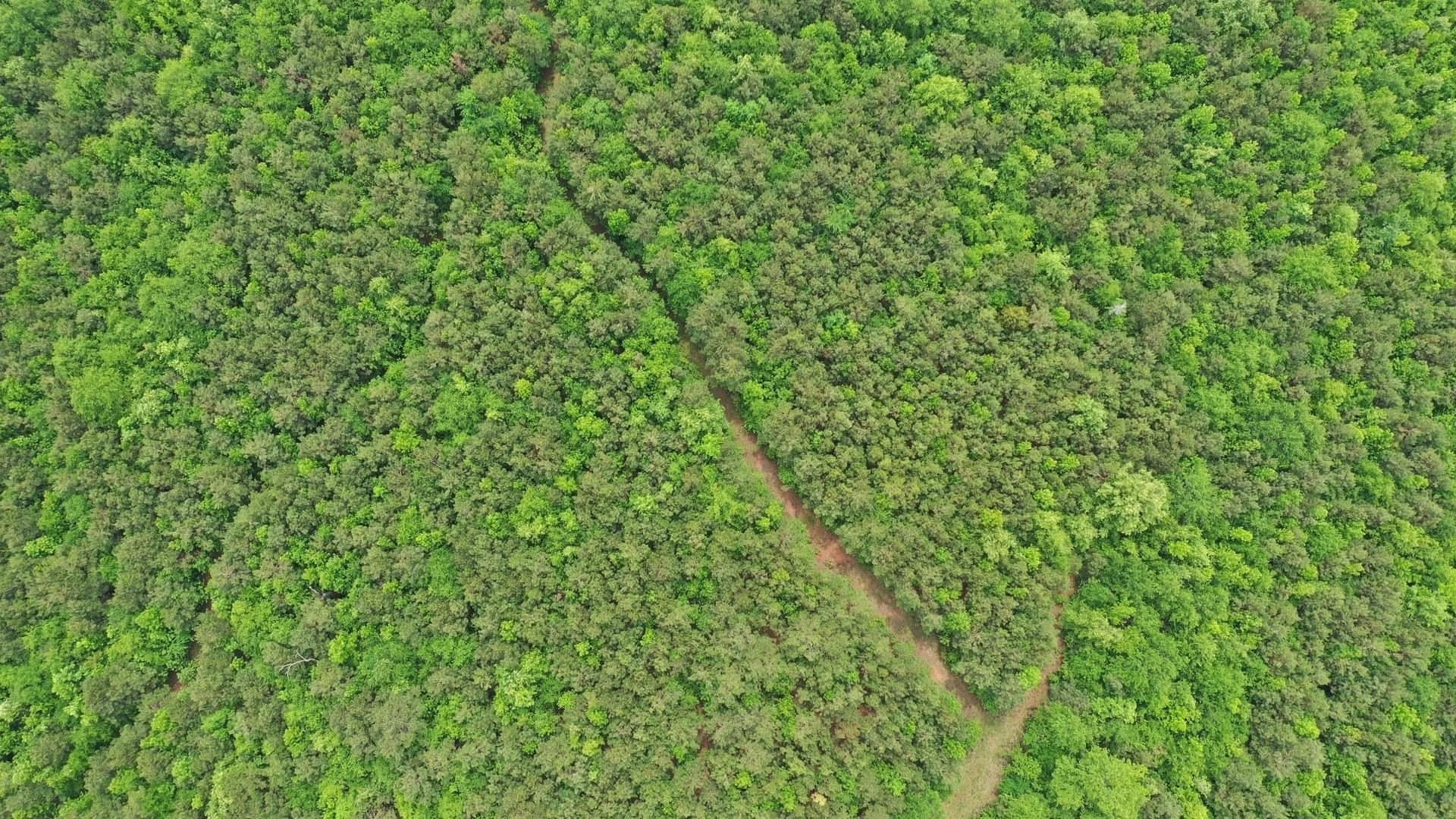 73.42 acres in Cass County gallery image 4