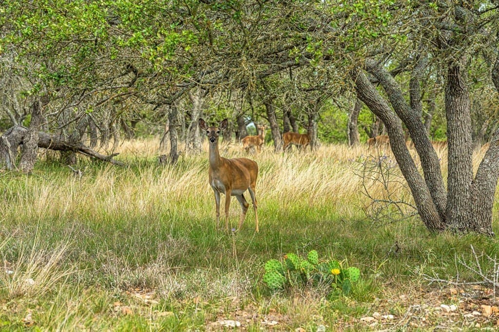 117.06 acres in Gillespie County - photo 30