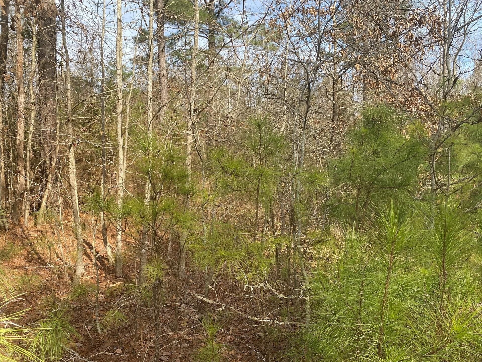 39.08 acres in Cass County - photo 2