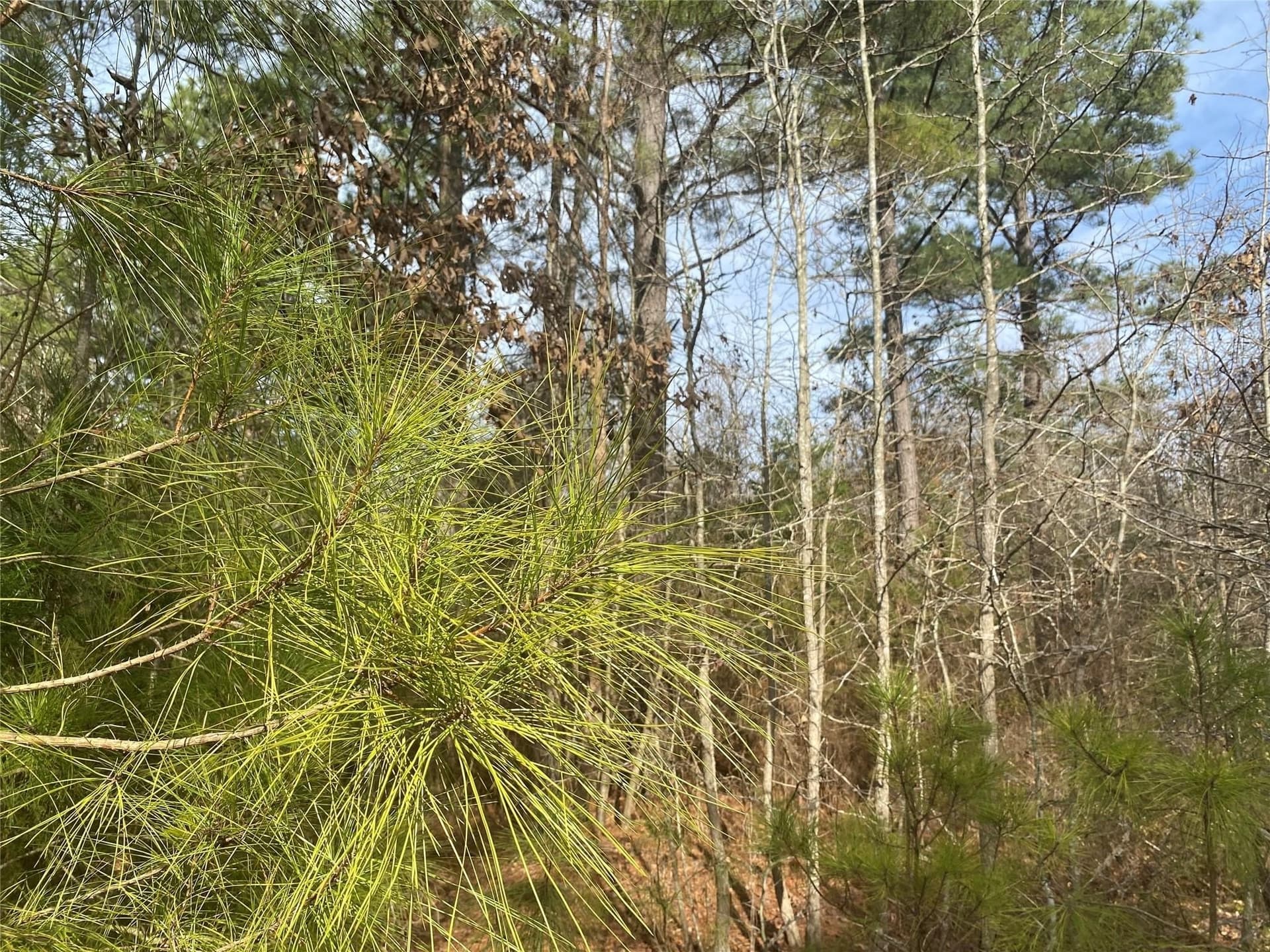 39.08 acres in Cass County - photo 3