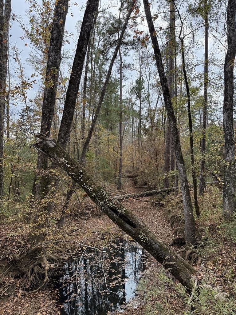 42.54 acres in Texas County featured view