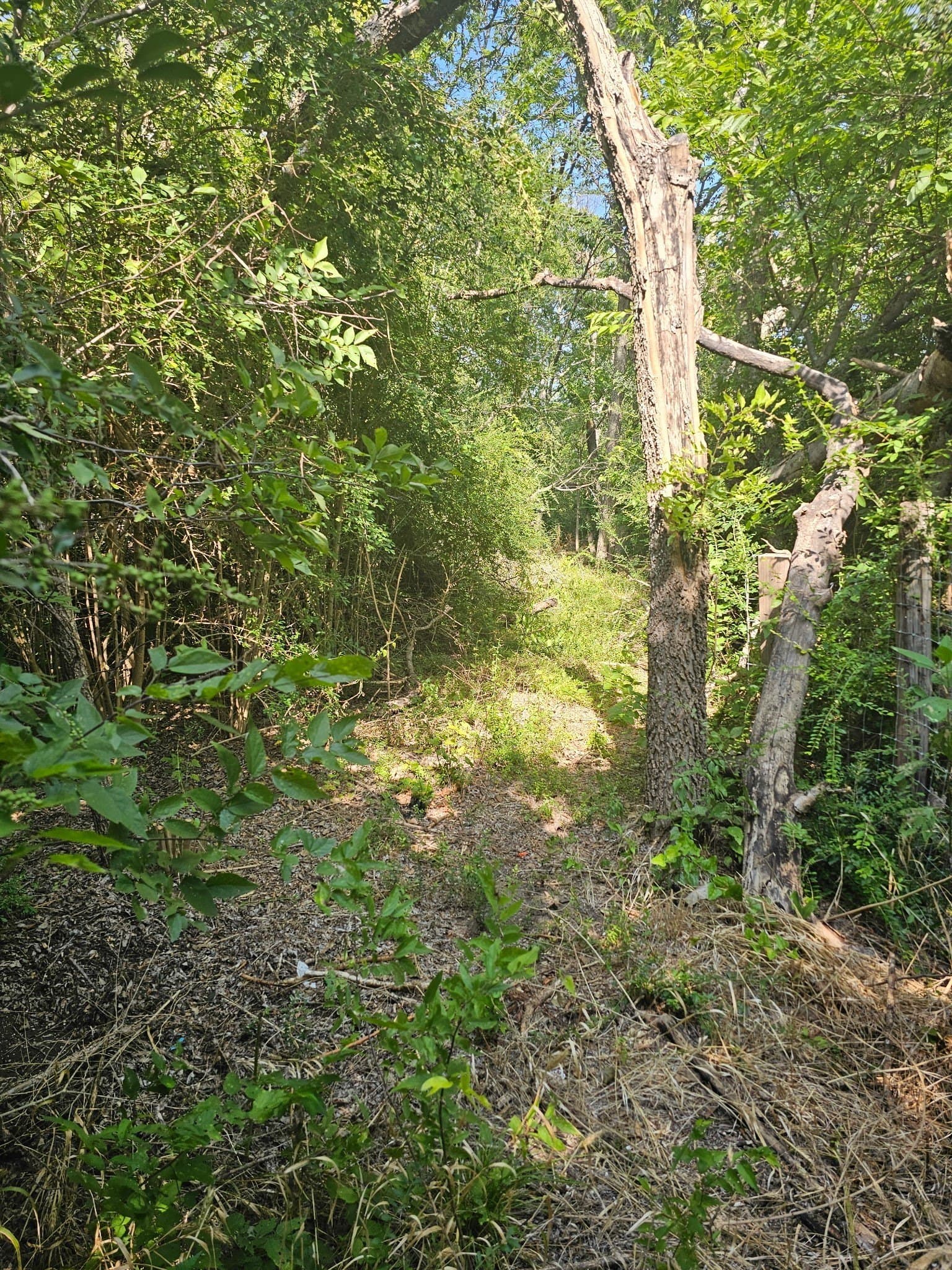 0.42 acres in Dallas County gallery image 3