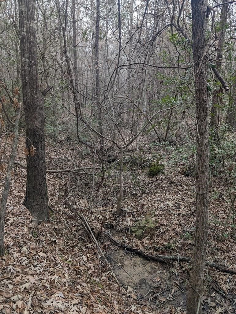 9.8 acres in Wood County gallery image 2