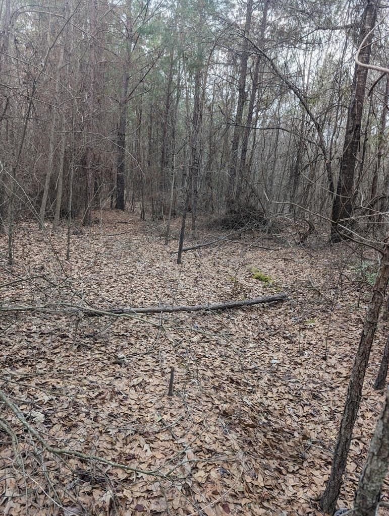 9.8 acres in Wood County gallery image 3