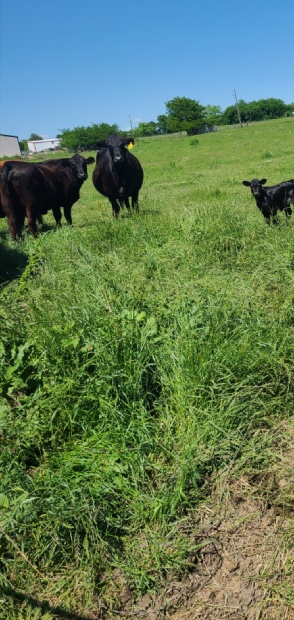 2 acres in Hunt County gallery image 2