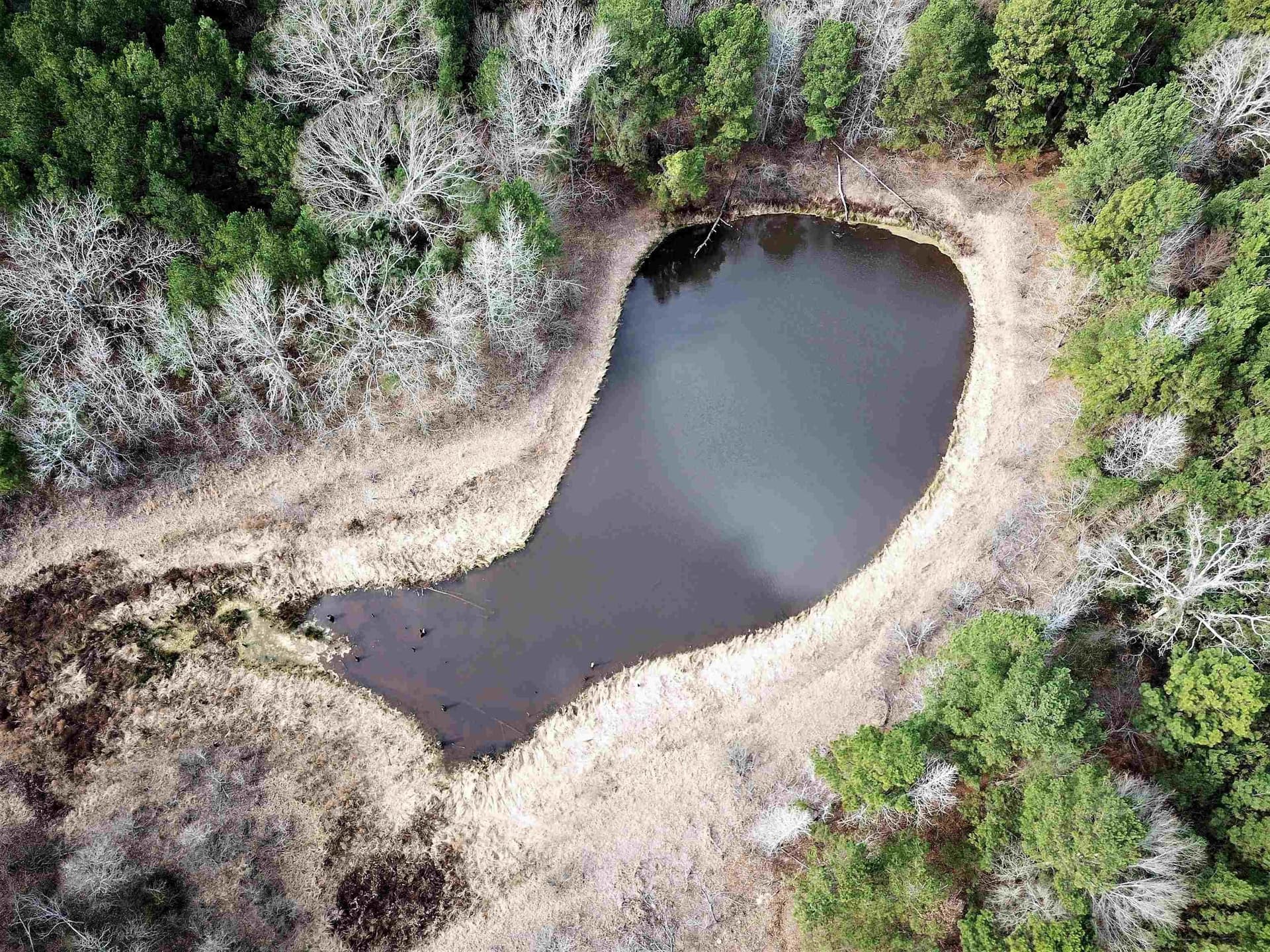 109 acres in Gregg County - photo 6
