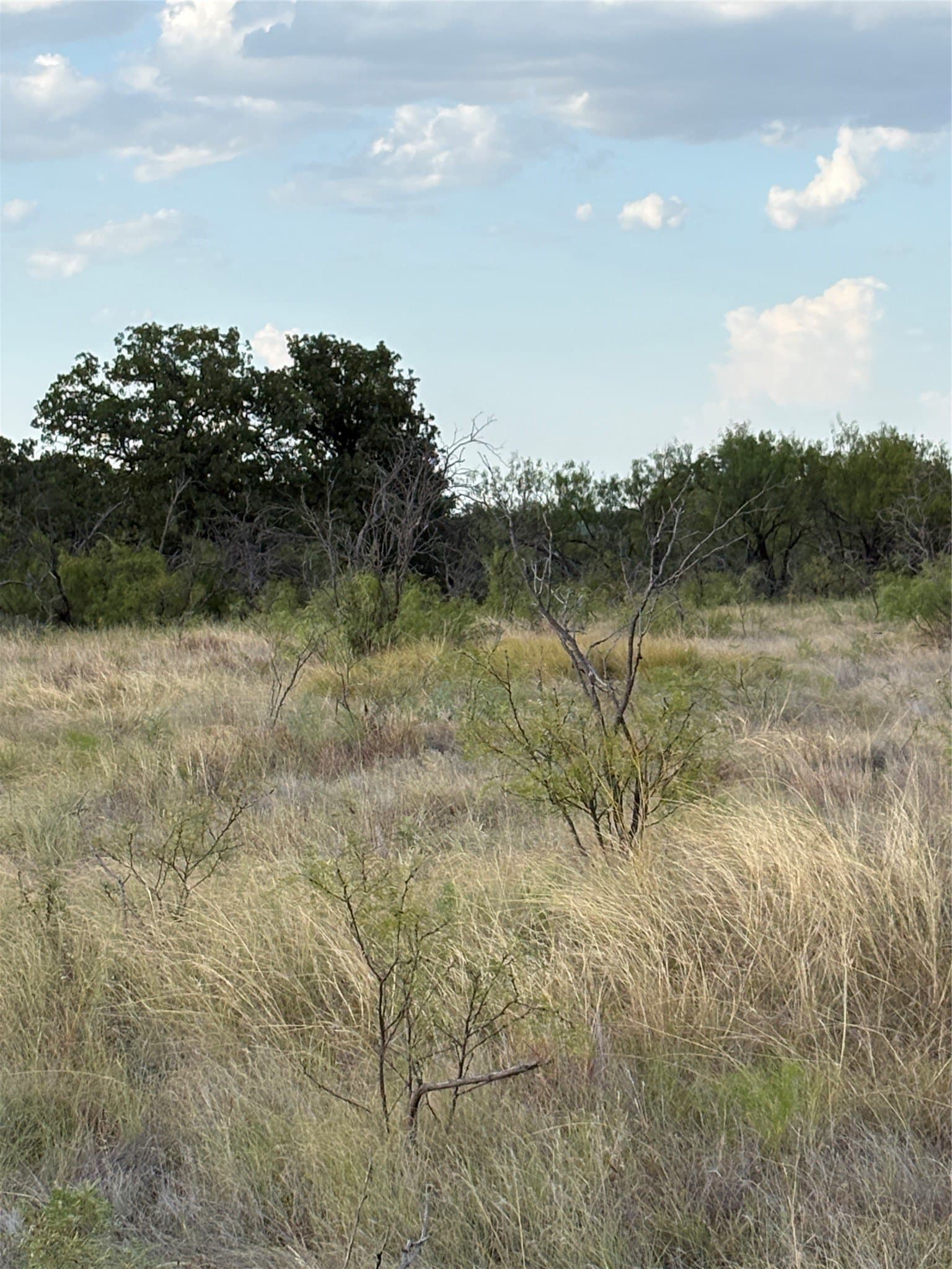50 acres in Jack County - photo 7