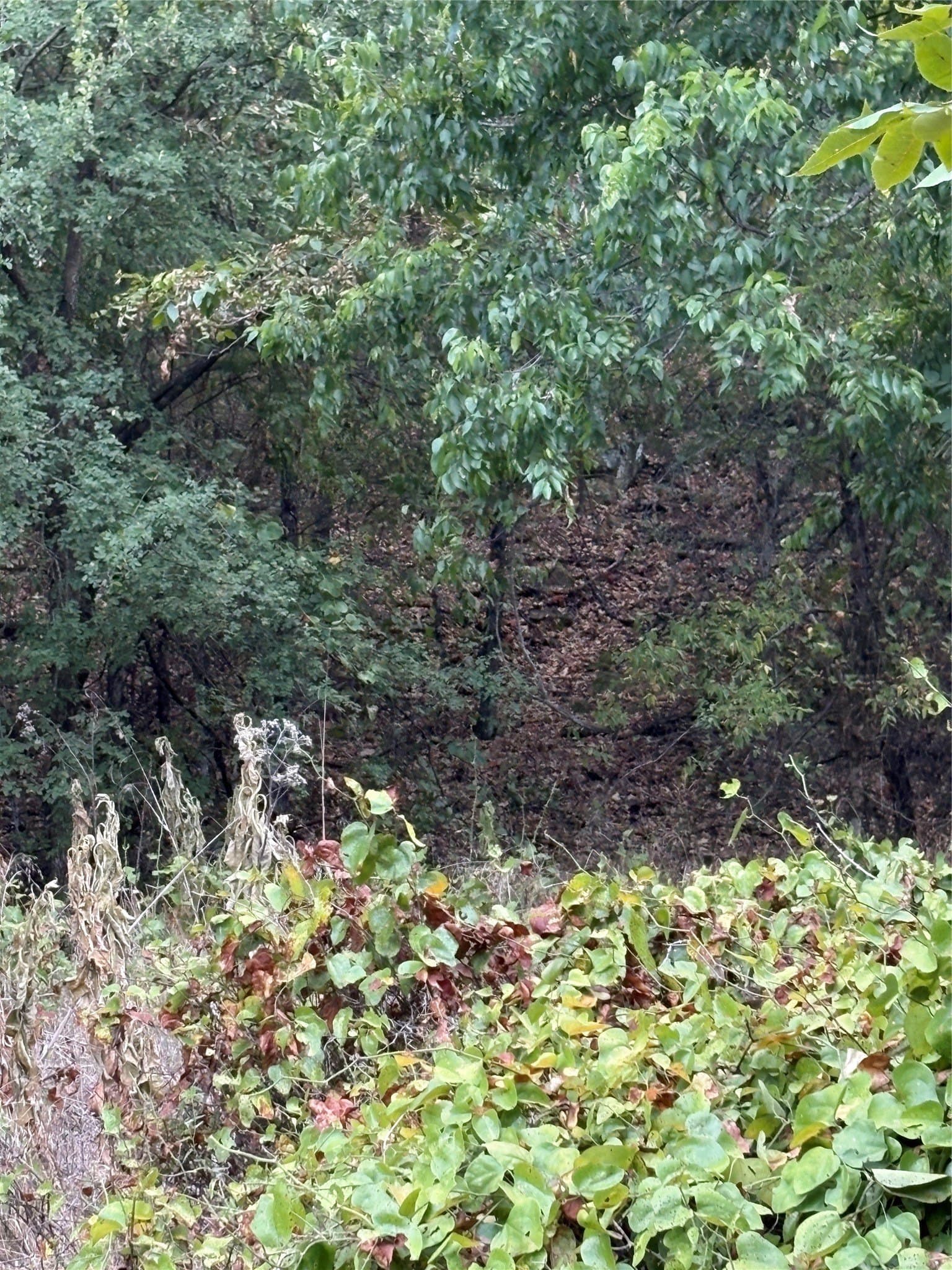 50 acres in Jack County - photo 22