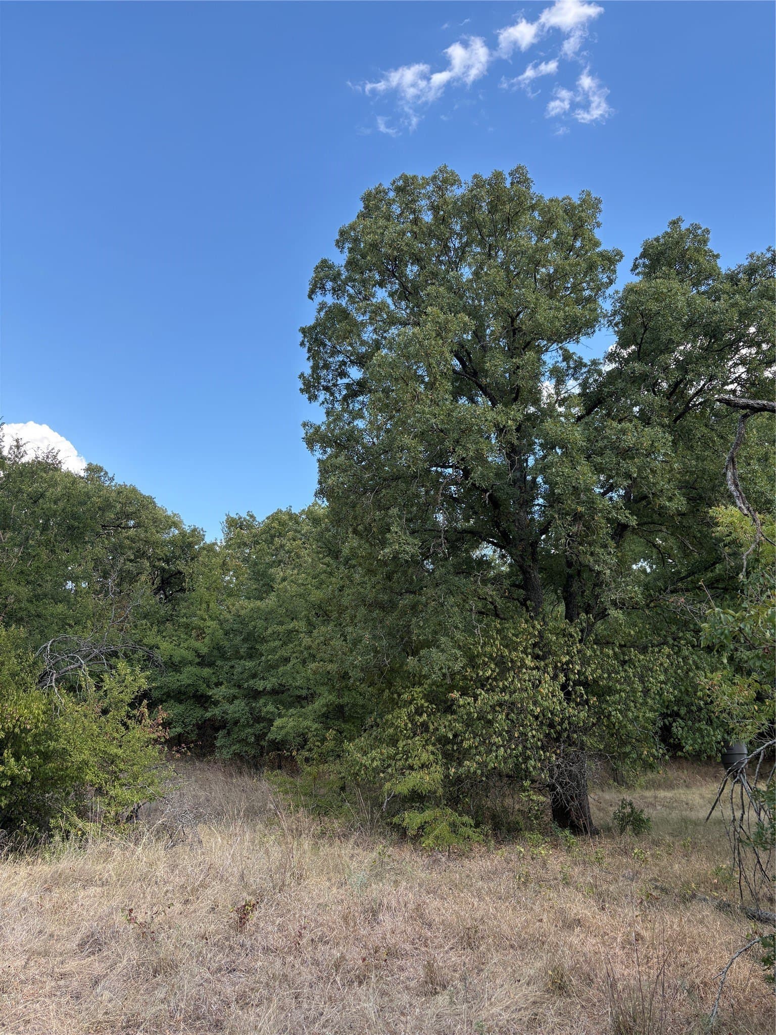 50 acres in Jack County - photo 29