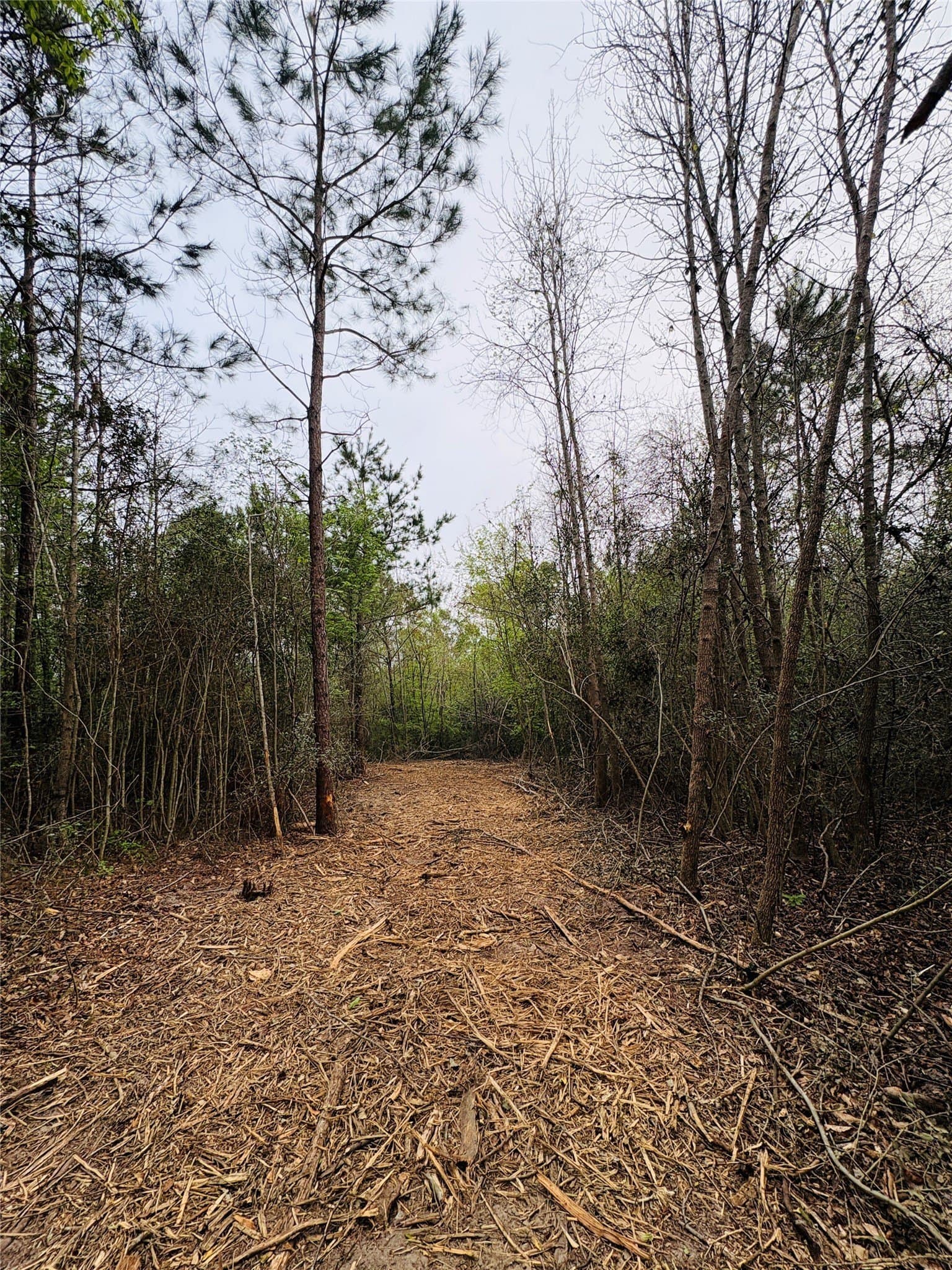 21 acres in Shelby County gallery image 3