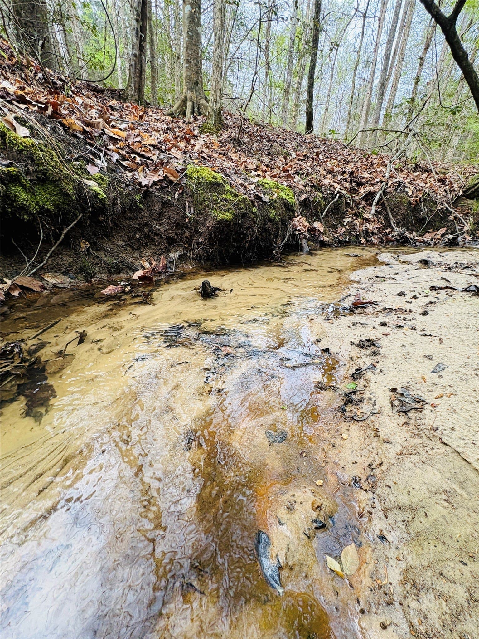 21 acres in Shelby County - photo 10