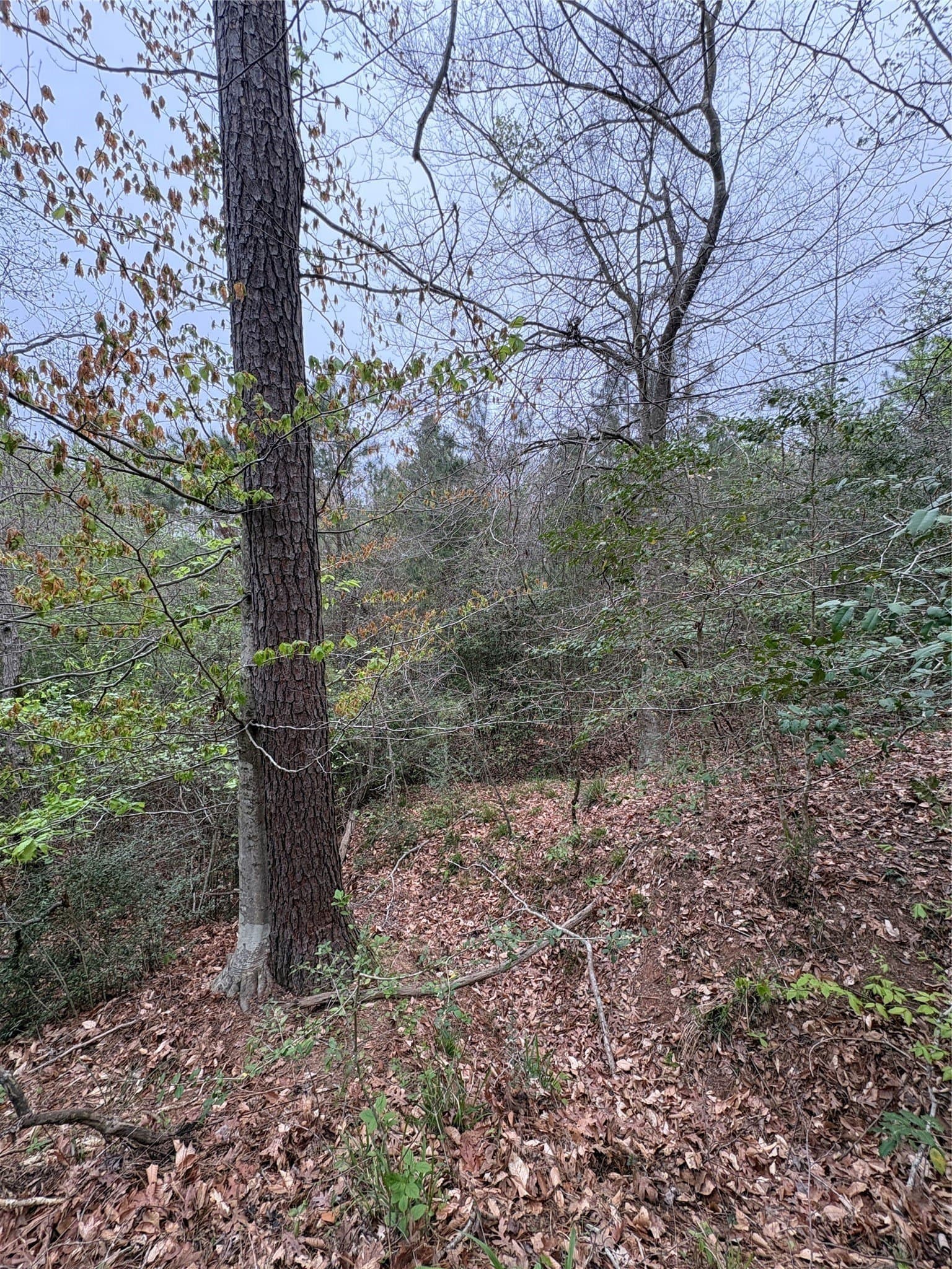 21 acres in Shelby County - photo 6