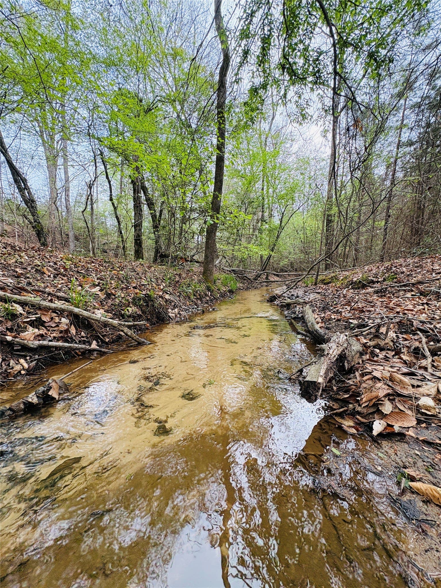 21 acres in Shelby County - photo 8