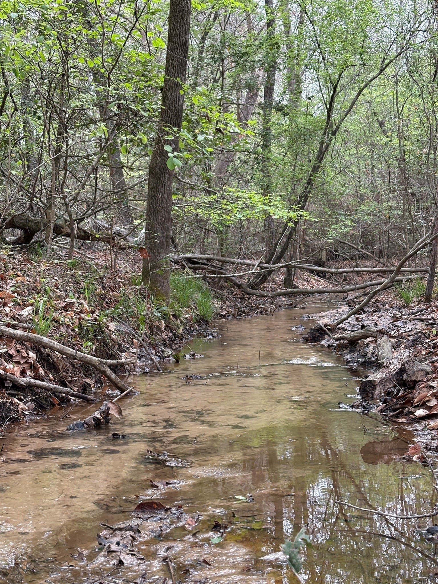 21 acres in Shelby County - photo 7