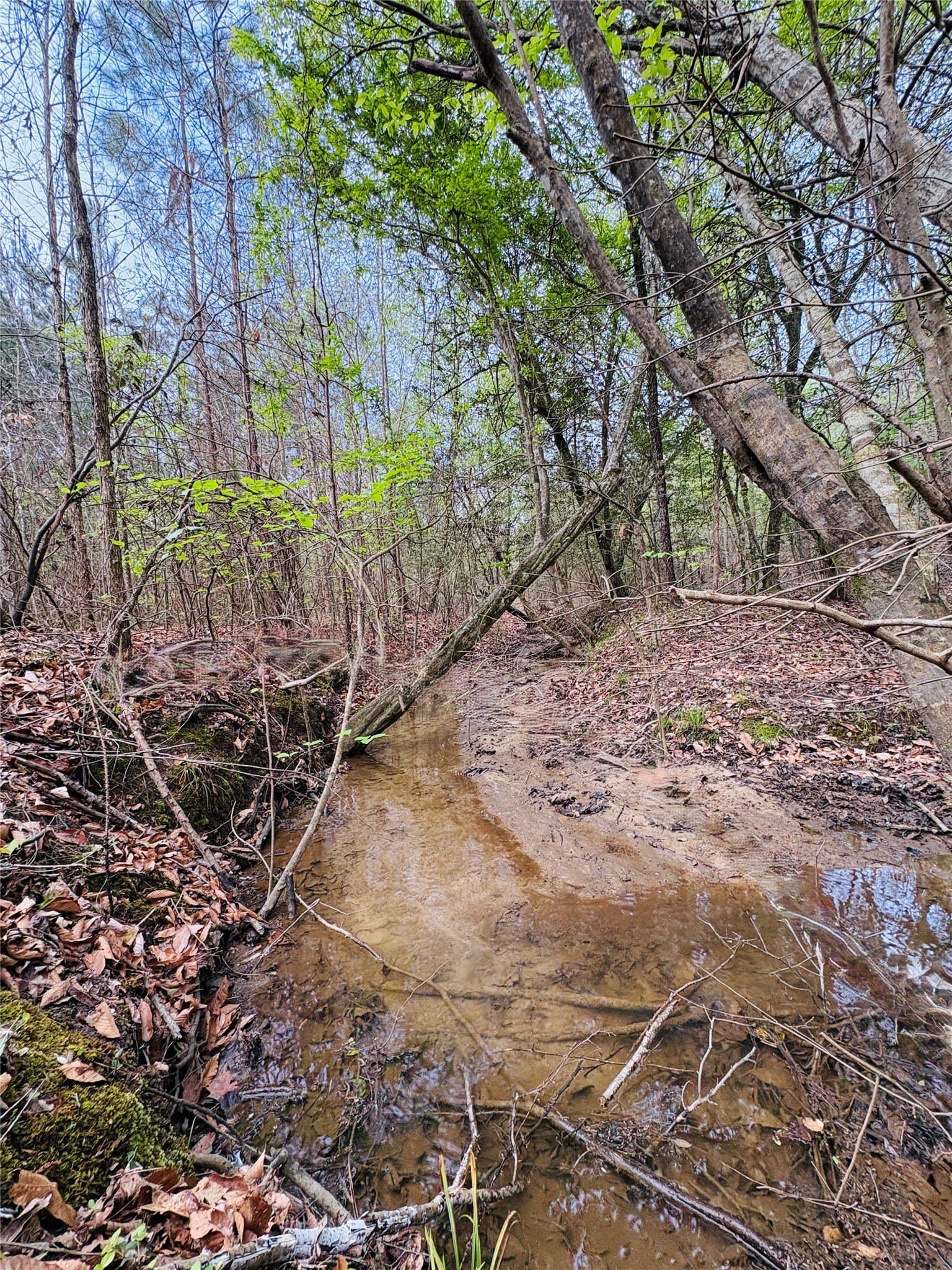 21 acres in Shelby County - photo 9