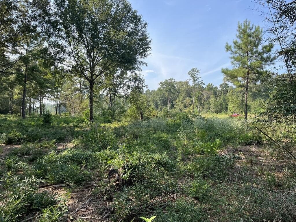 19 acres in Texas County - photo 5