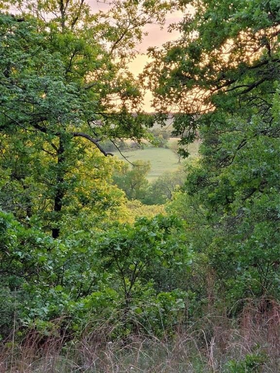 21.45 acres in Montague County gallery image 2