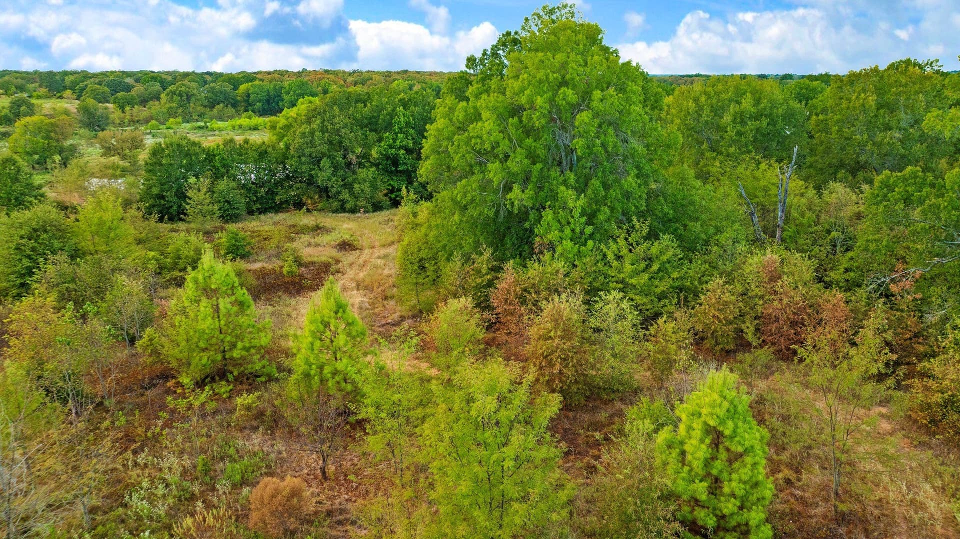 83.98 acres in Lamar County - photo 8