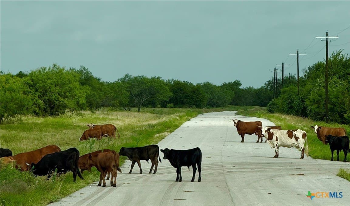 5.21 acres in Coryell County gallery image 2