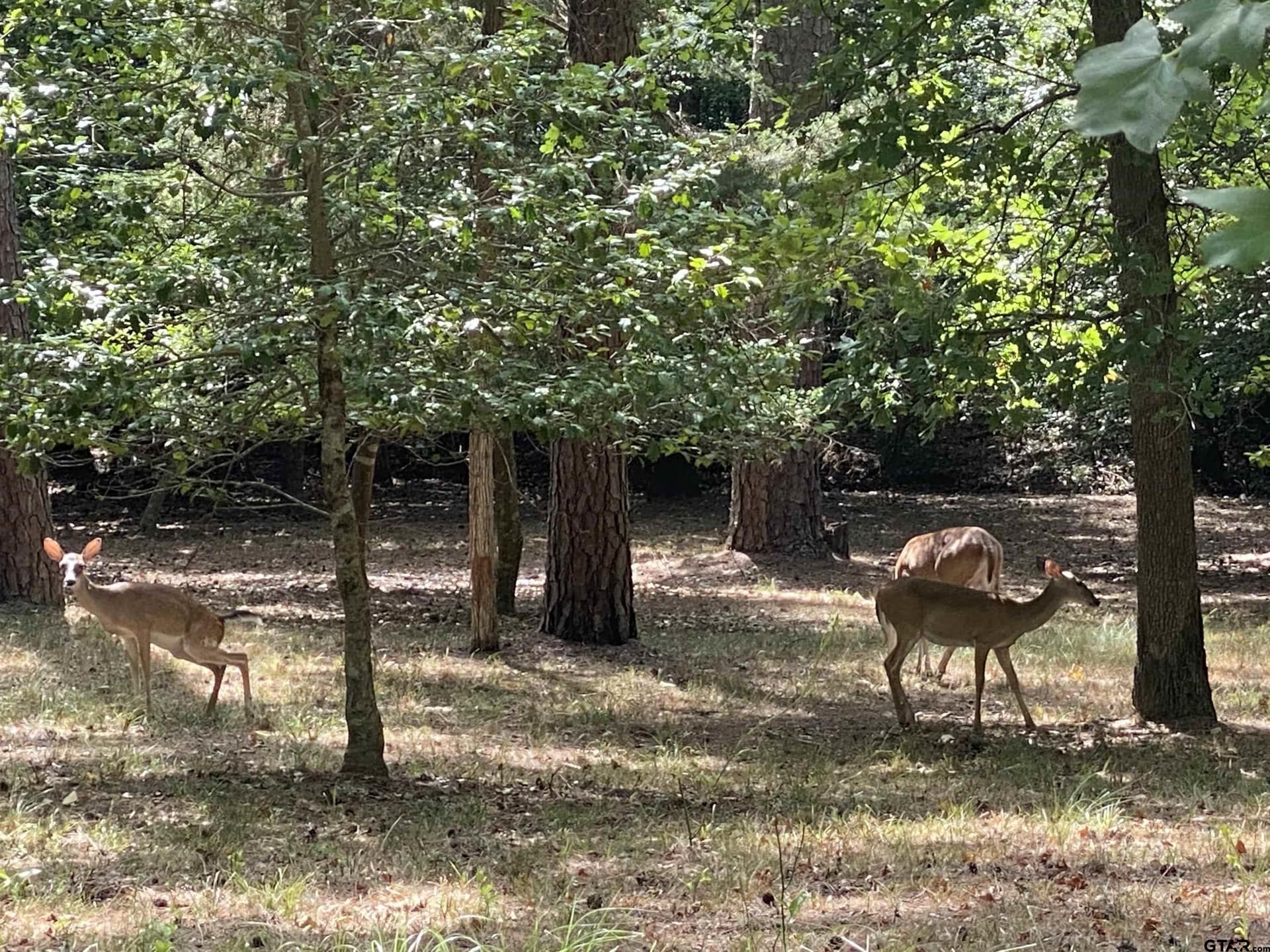 0.49 acres in Wood County - photo 8
