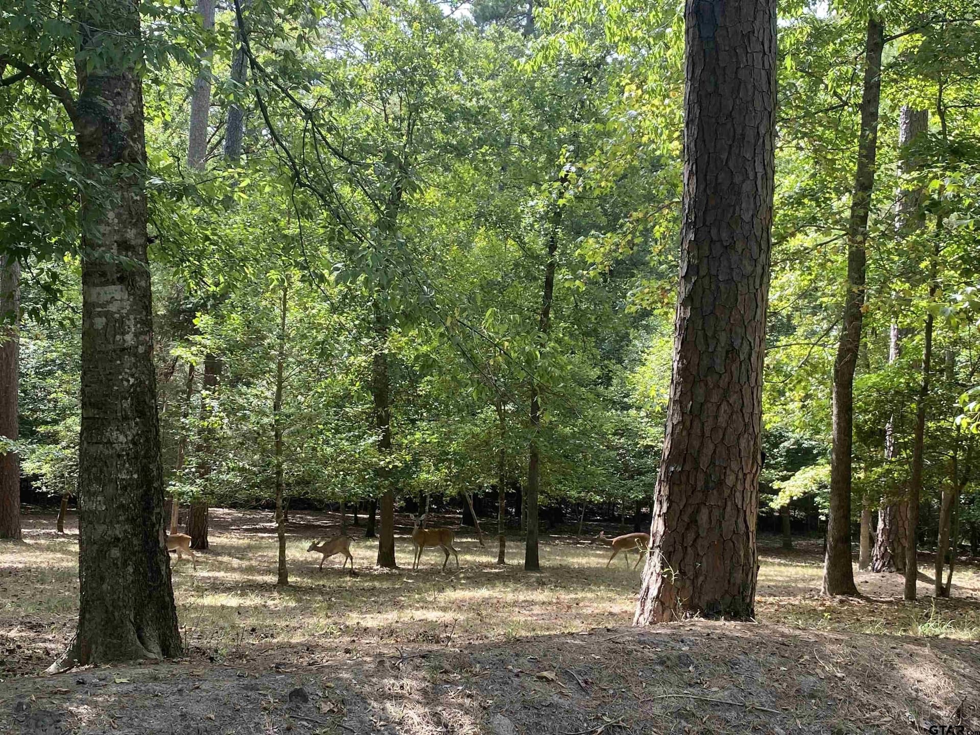 0.49 acres in Wood County - photo 6