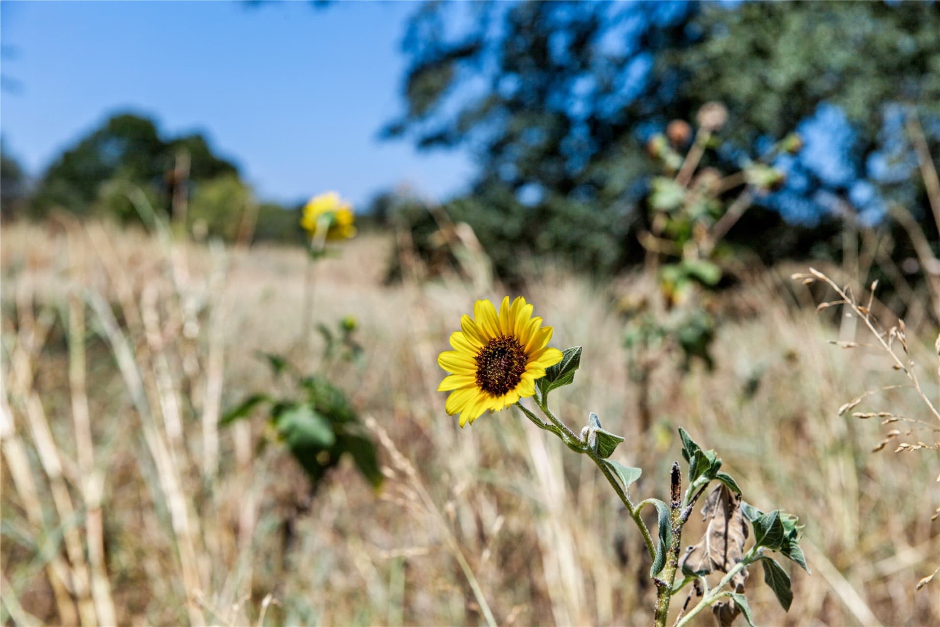 6.01 acres in Coryell County - photo 39