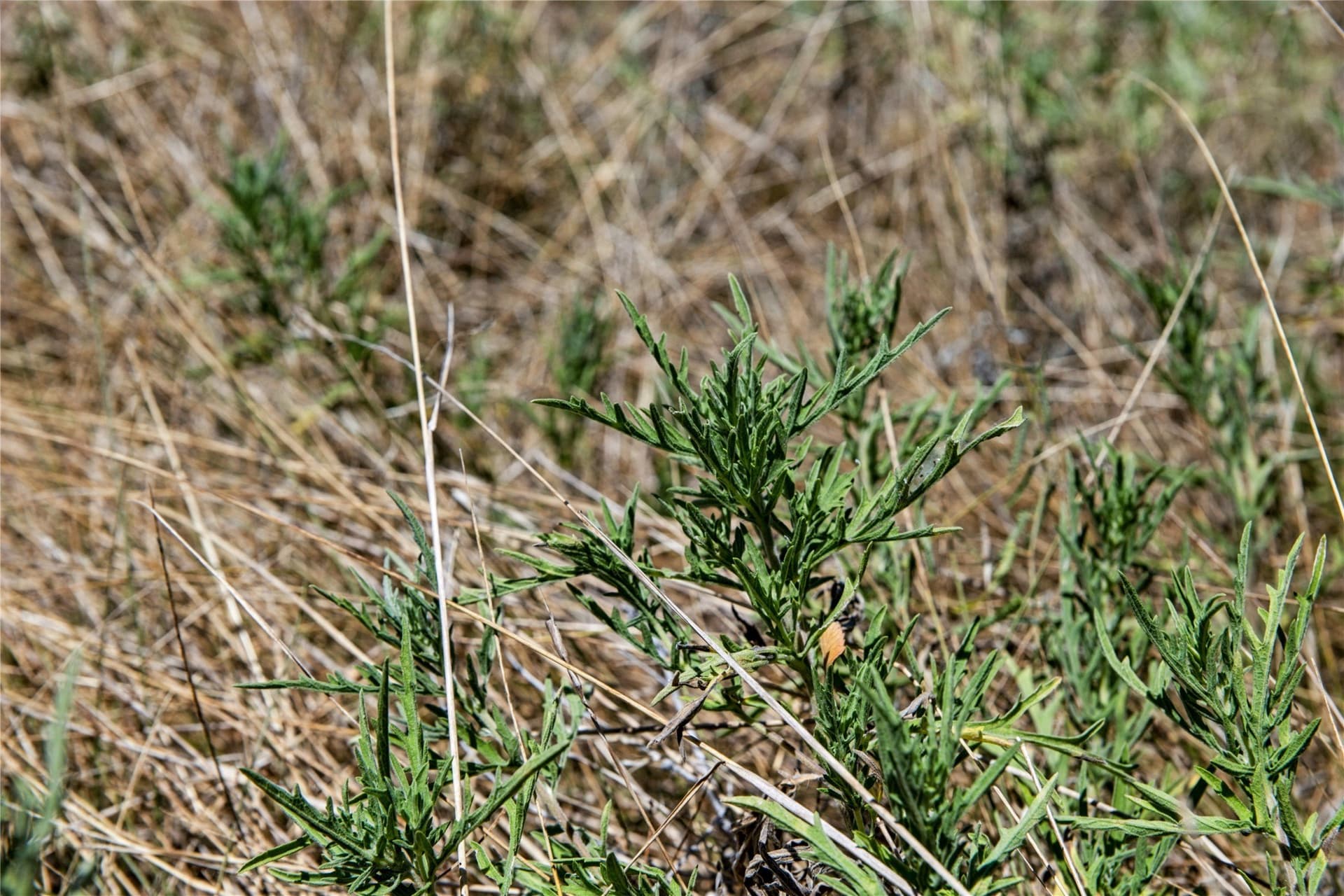 6.01 acres in Coryell County - photo 19