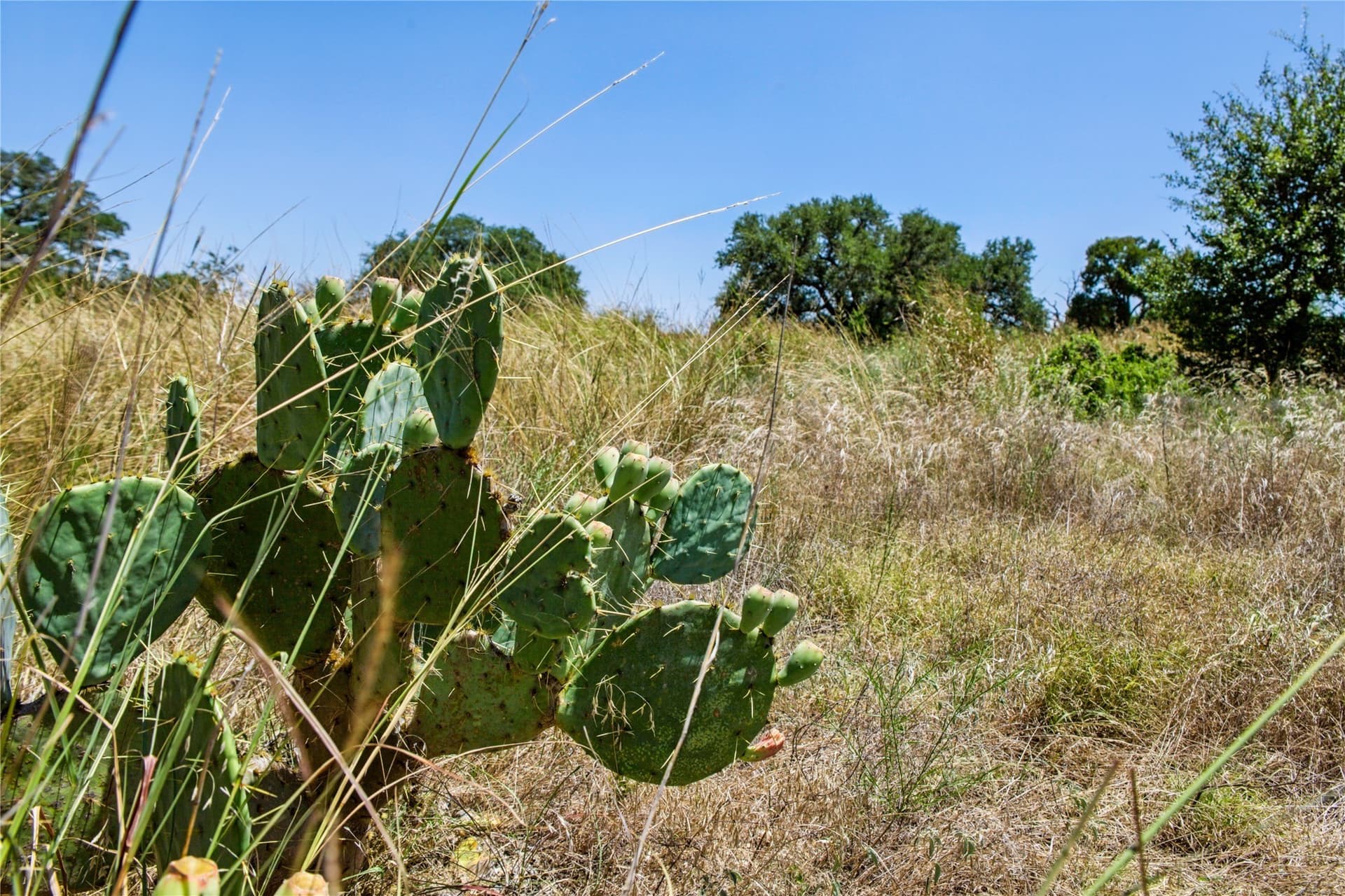 6.01 acres in Coryell County - photo 29