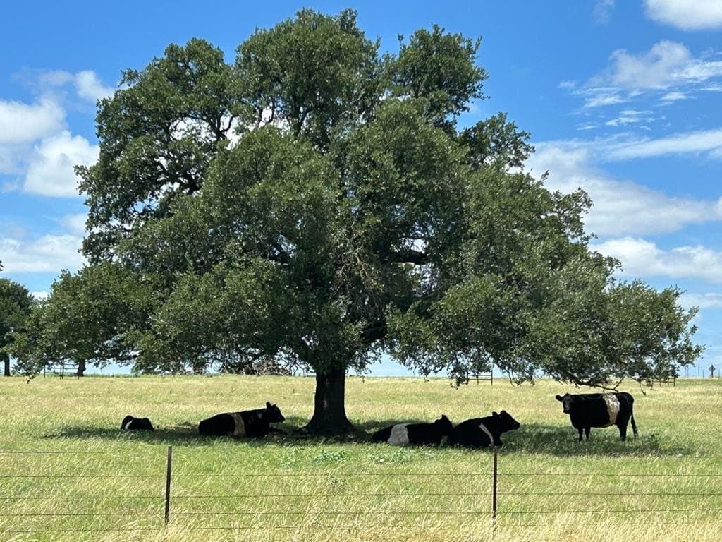 12.88 acres in Gillespie County - photo 66