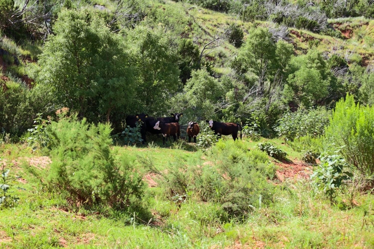 2,553 acres in Dickens County - photo 12