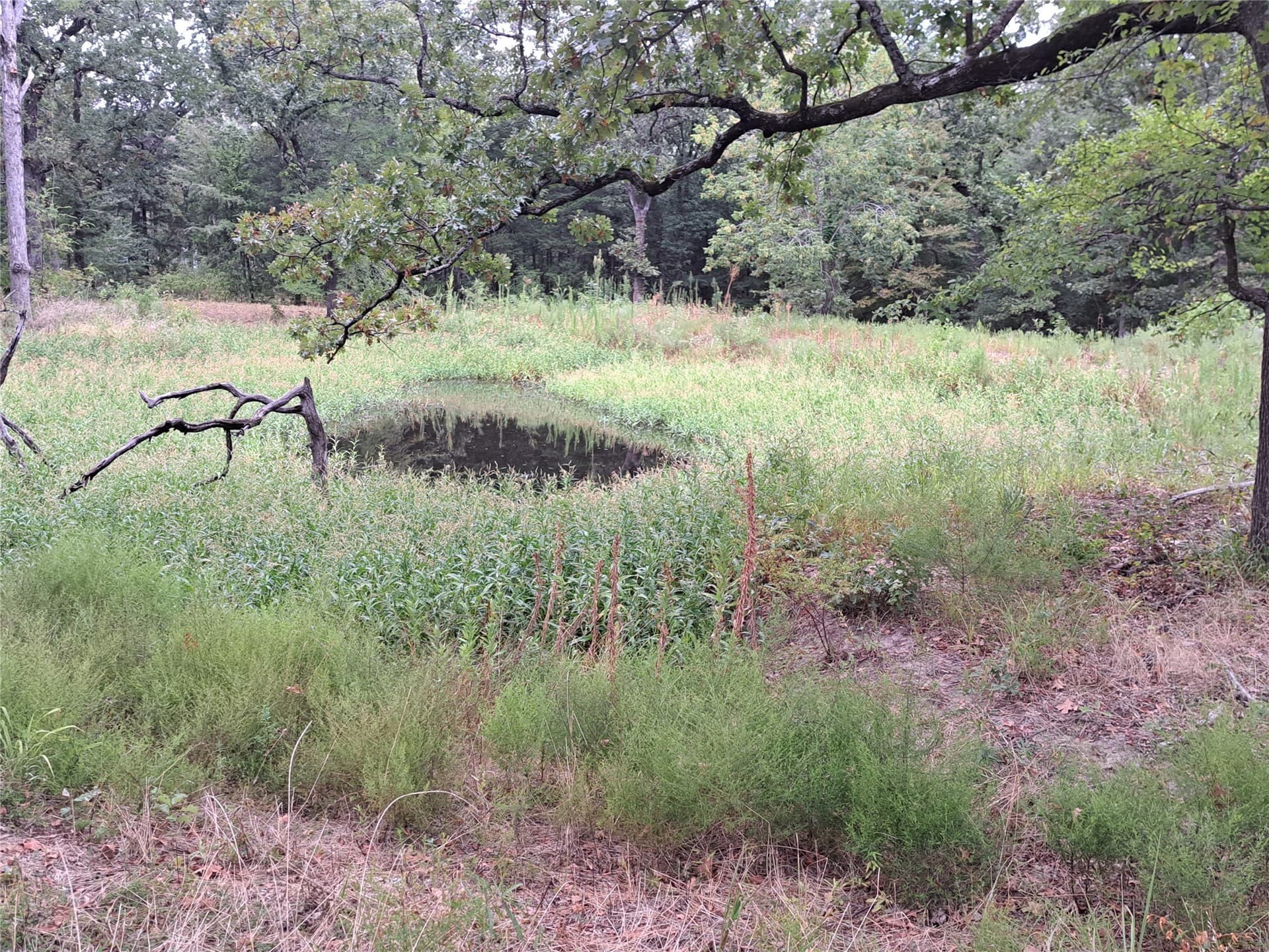 1.84 acres in Rains County - photo 7