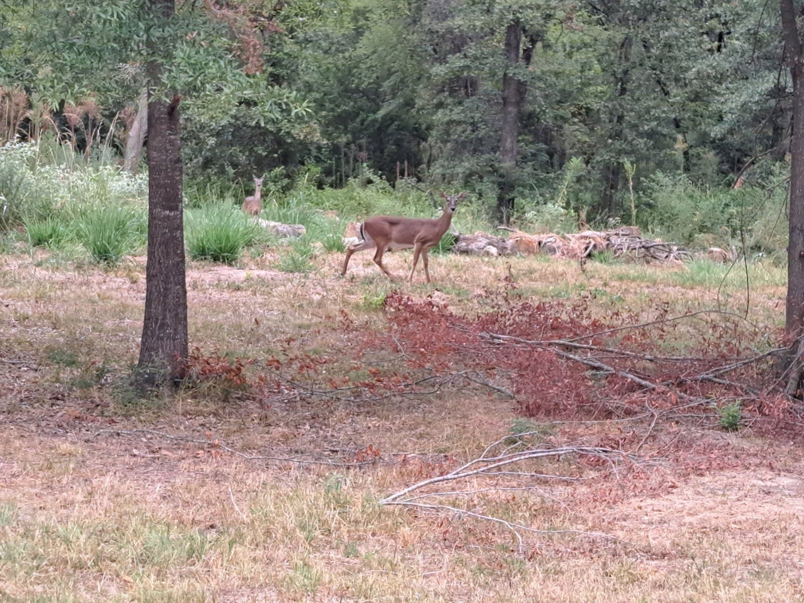 1.84 acres in Rains County - photo 6