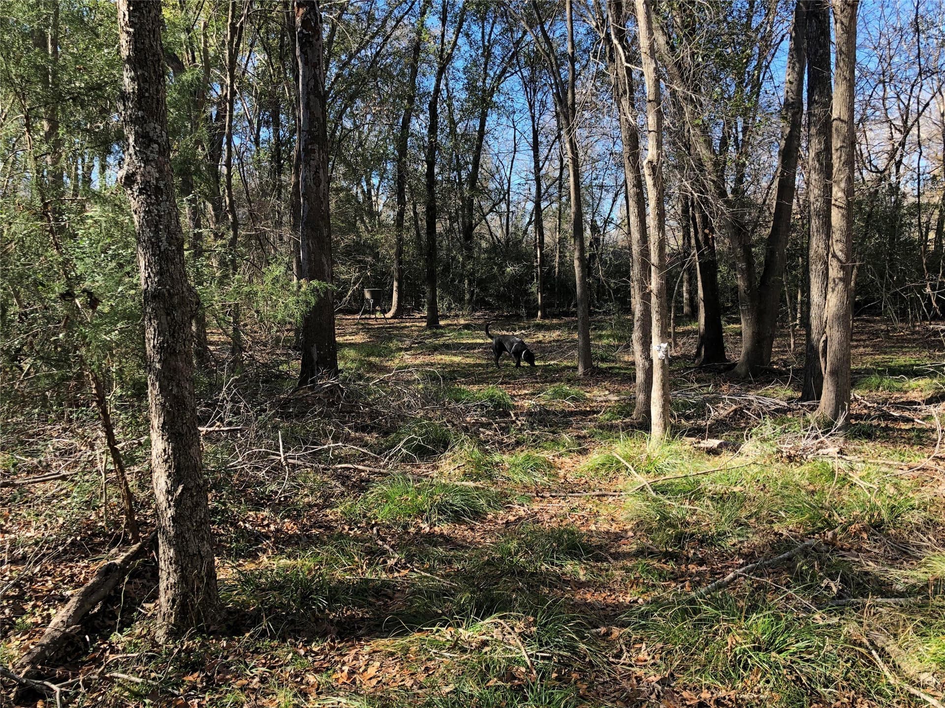 10.34 acres in Limestone County - photo 21