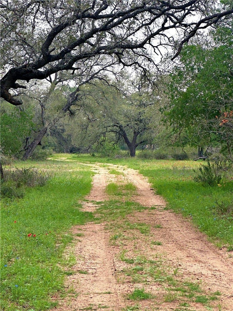 124.96 acres in Atascosa County gallery image 2