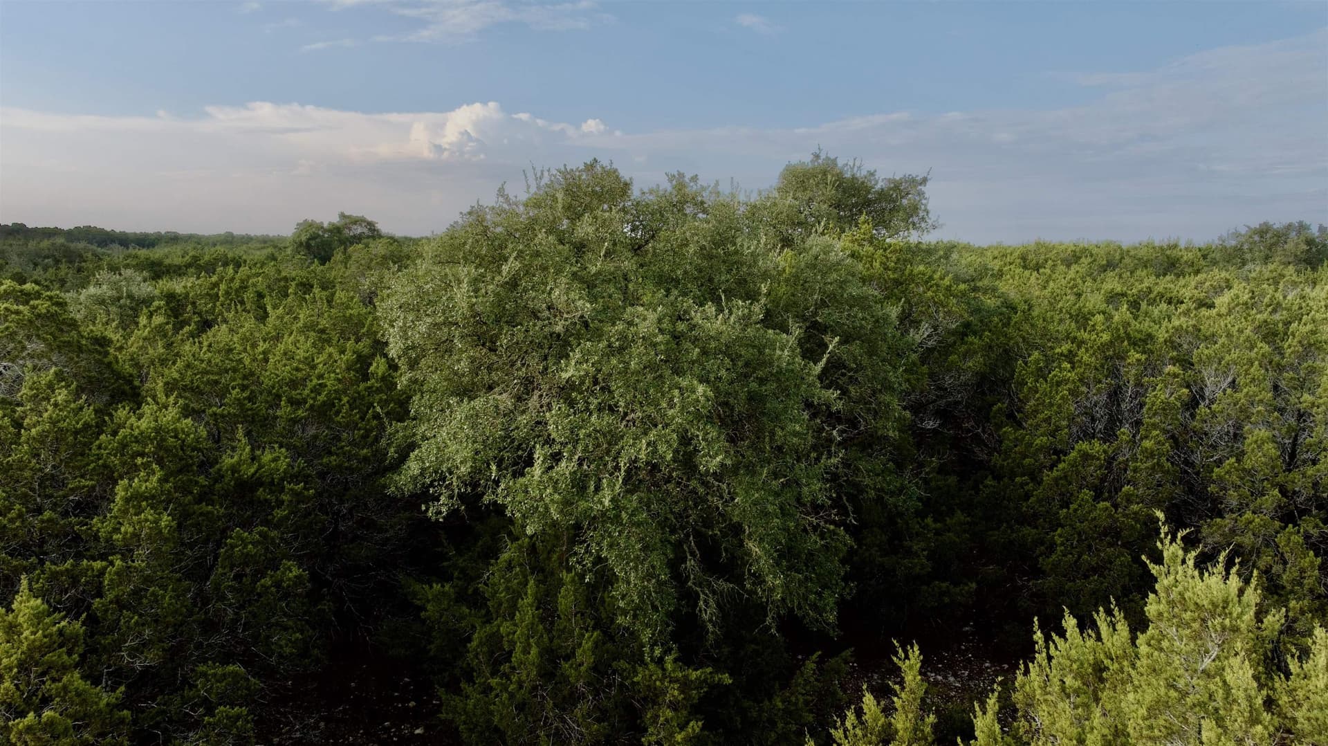 16.7 acres in Burnet County - photo 7