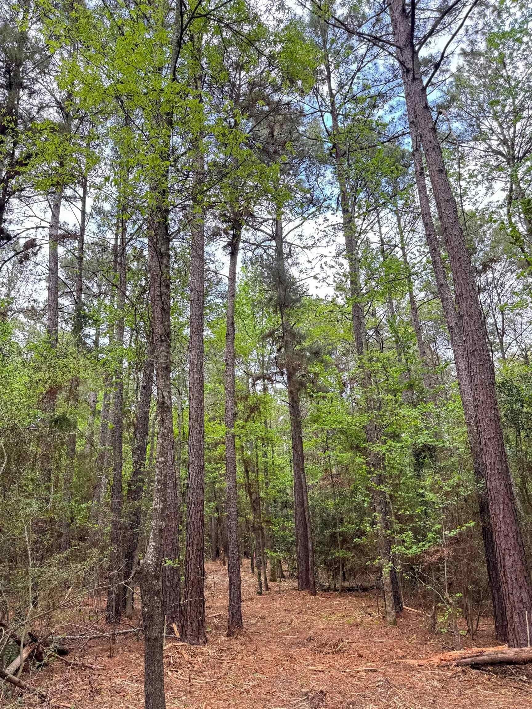12.1 acres in Cass County - photo 8